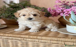 Maltipoo perros en venta: Maltipoo de caramelo !!!! - Imagen 5