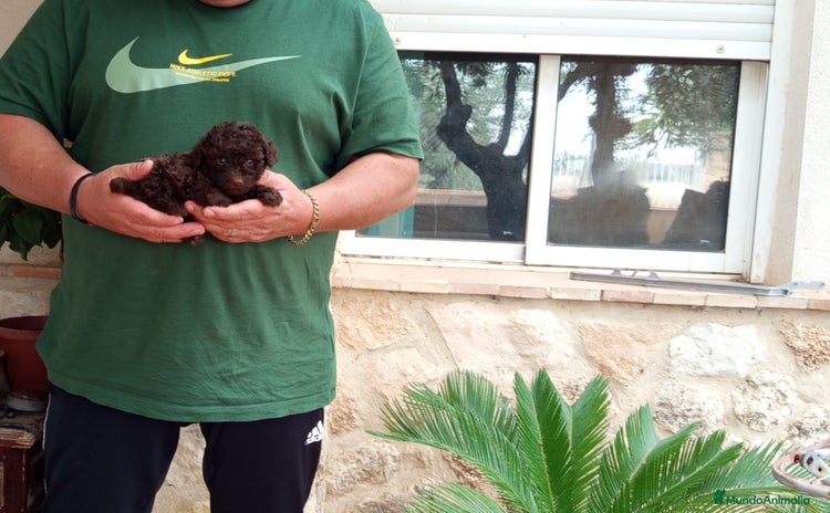 Caniche Toy perros - Anuncio 2