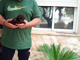Caniche Toy perros Precioso cachorro de caniche toy chocolate - Anuncio 13