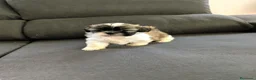 Shih Tzu perros en venta: Shitzu - Anuncio 3