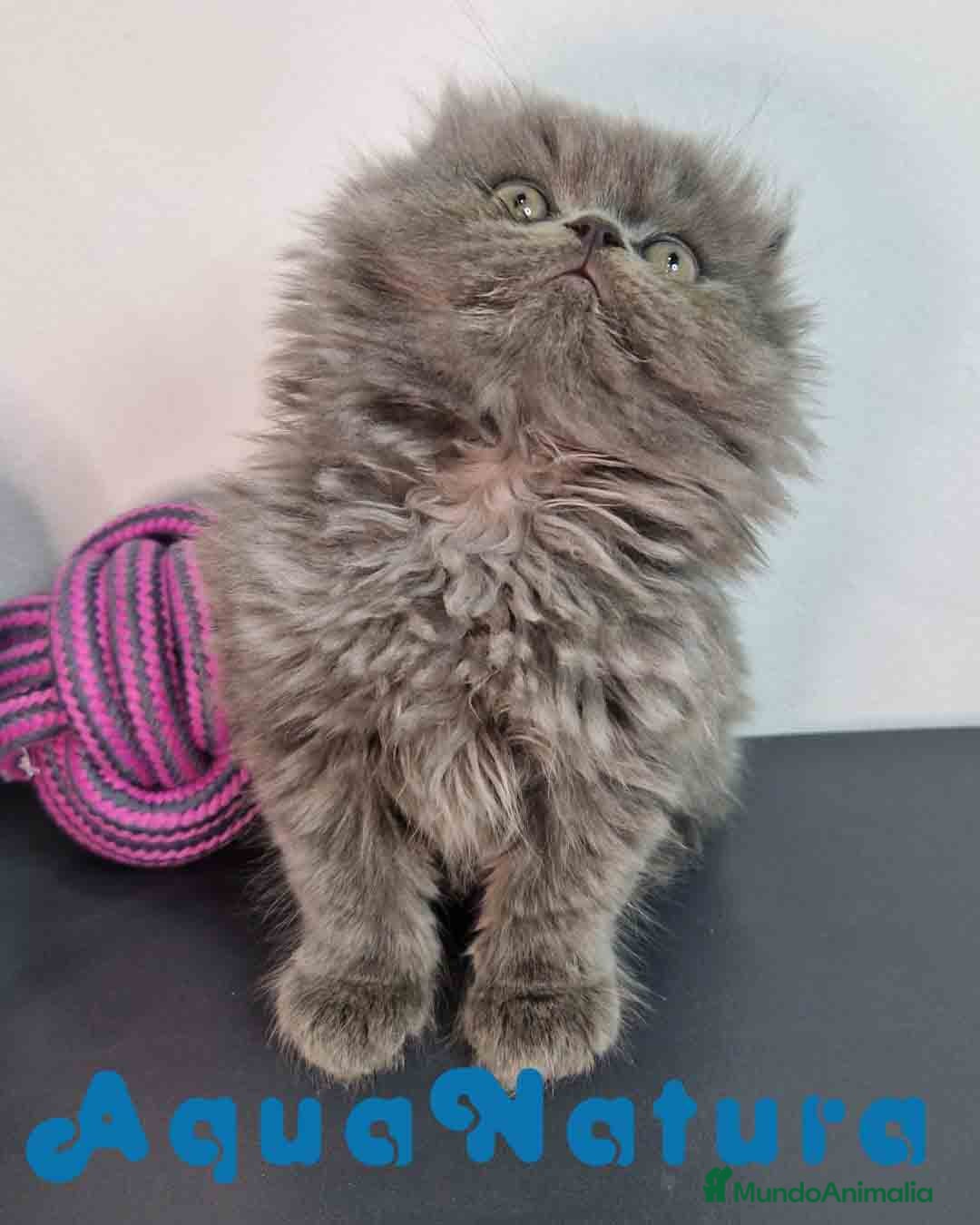 Persa gatos en venta: Persa Macho 9000 - AQUANATURA en Barcelona - Imagen 10