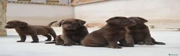 Labrador Retriever perros en venta: Labrador de Alto del pago, cachorros en Madrid - Anuncio 2