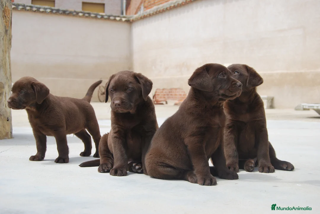 Labrador Retriever perros en venta: Labrador de Alto del pago, cachorros en Madrid - Anuncio 2