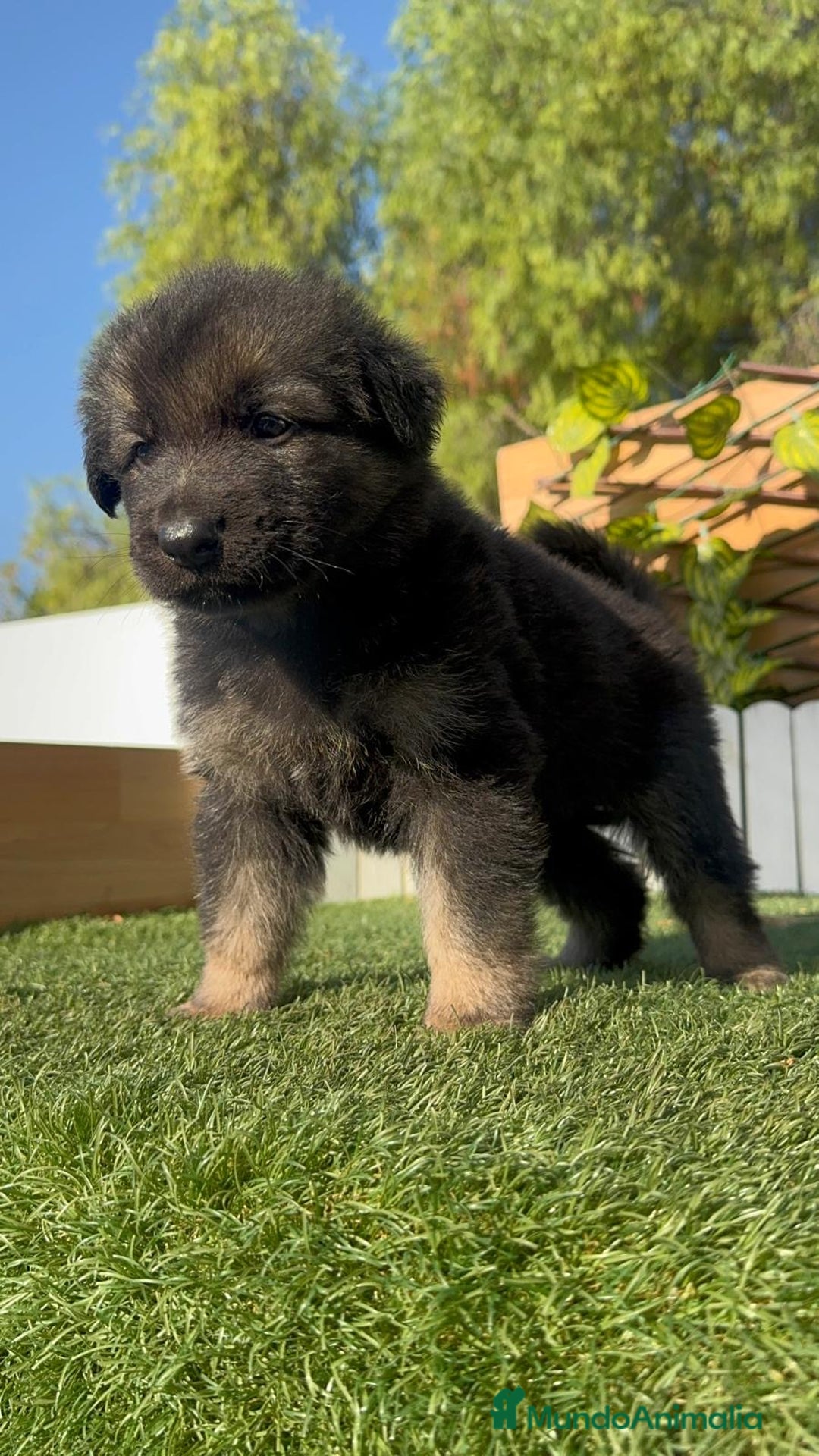 Pastor Alemán perros en venta: PASTOR ALEMÁN HEMBRA - Imagen 7