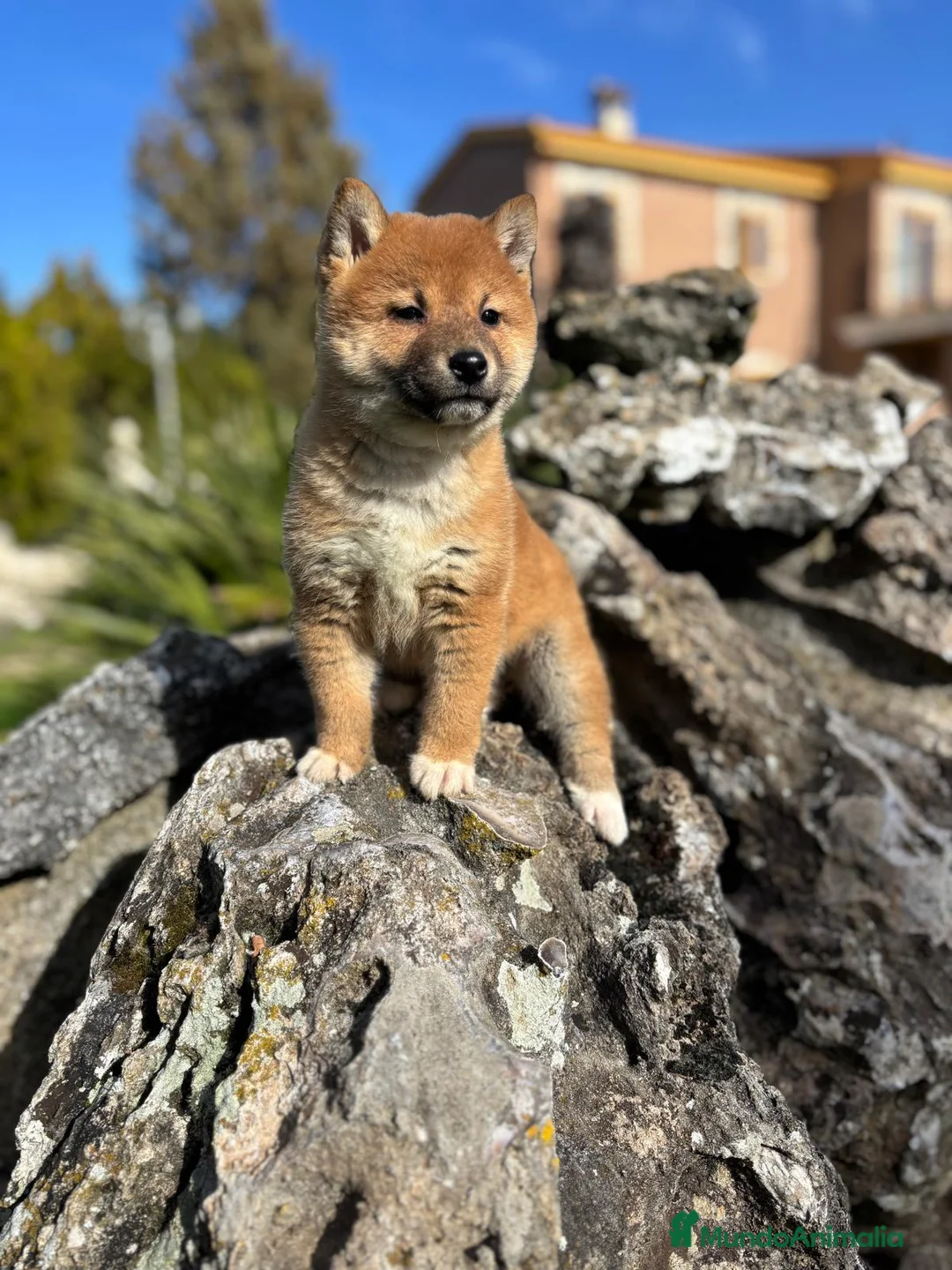 Shiba Inu perros en venta: Shiba Inu - Anuncio 8