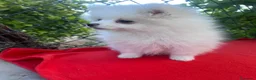 Pomerania perros en venta: PRECIOSA HEMBRA DE POMERANIA RUSO - Anuncio 2