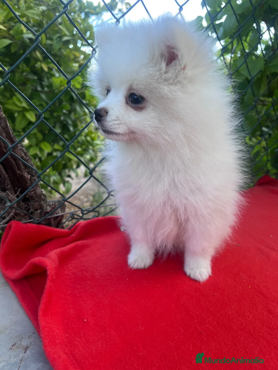 Pomerania perros en venta: PRECIOSA HEMBRA DE POMERANIA RUSO - Anuncio 2