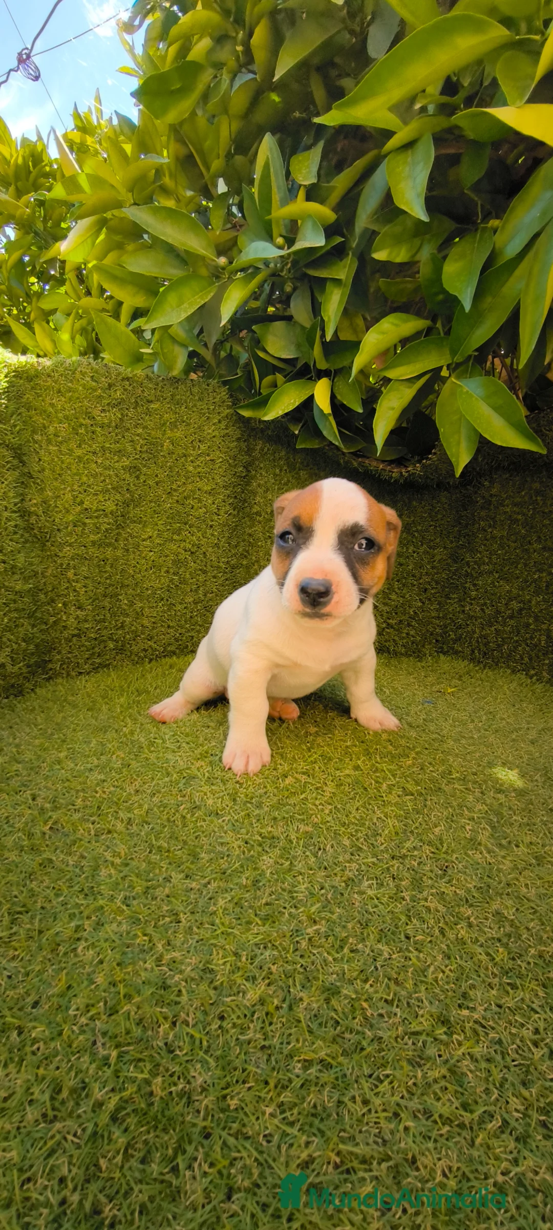 Jack Russell Terrier perros en venta: camada Jack Russell  - Anuncio 2