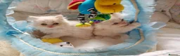 Himalayo gatos en venta: Gatito persa himalayo listo para entregar - Anuncio 6