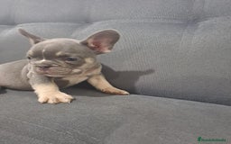 Bulldog Francés perros en venta: BULLDOG FRANCÉS /// CRÍA SELECTA  - Anuncio 2