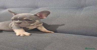 Bulldog Francés perros BULLDOG FRANCÉS /// CRÍA SELECTA  - Anuncio 1