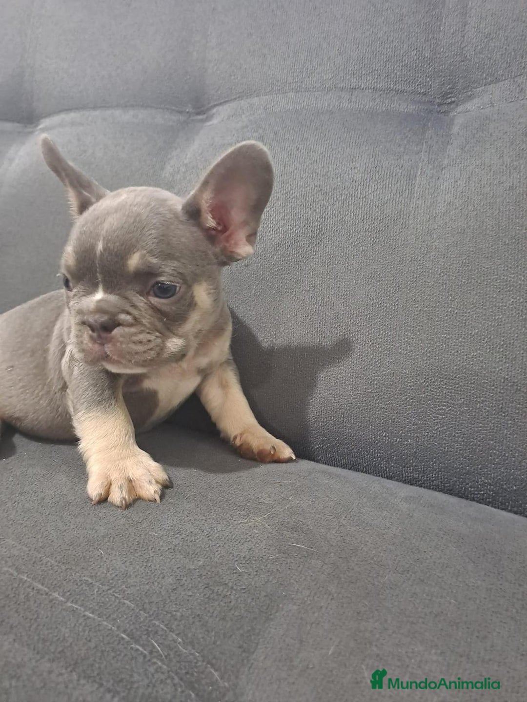 Bulldog Francés perros en venta: BULLDOG FRANCÉS /// CRÍA SELECTA  - Anuncio 2