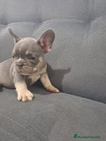 Bulldog Francés perros BULLDOG FRANCÉS /// CRÍA SELECTA - Anuncio 8