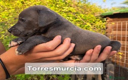 Dogo Alemán perros en venta: Gran Danés  - Imagen 3