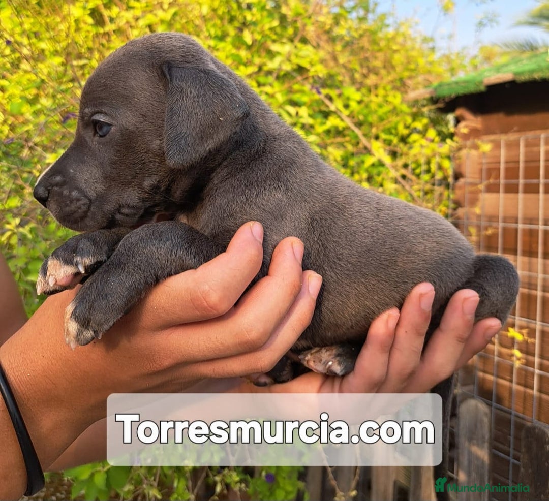 Dogo Alemán perros en venta: Gran Danés  - Imagen 3