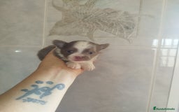 Chihuahua perros en venta: CHIHUAHUA TOY MACHO  - Imagen 5