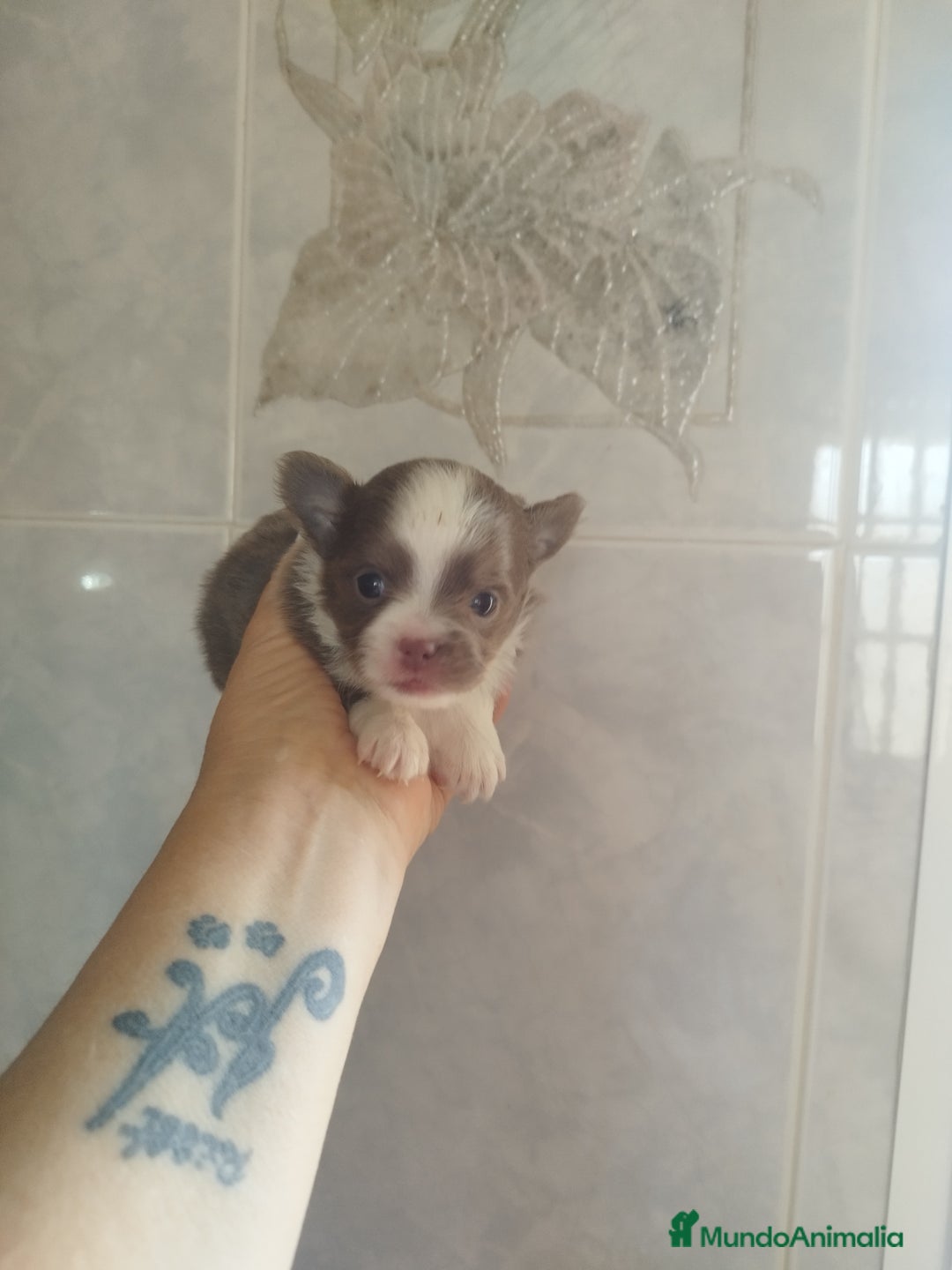 Chihuahua perros en venta: CHIHUAHUA TOY MACHO  - Imagen 5