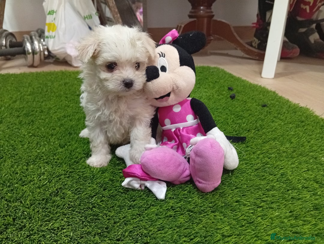 Bichón Maltés perros en venta: OPORTUNIDAD UNICA. BICHON MALTES MINI - Imagen 1