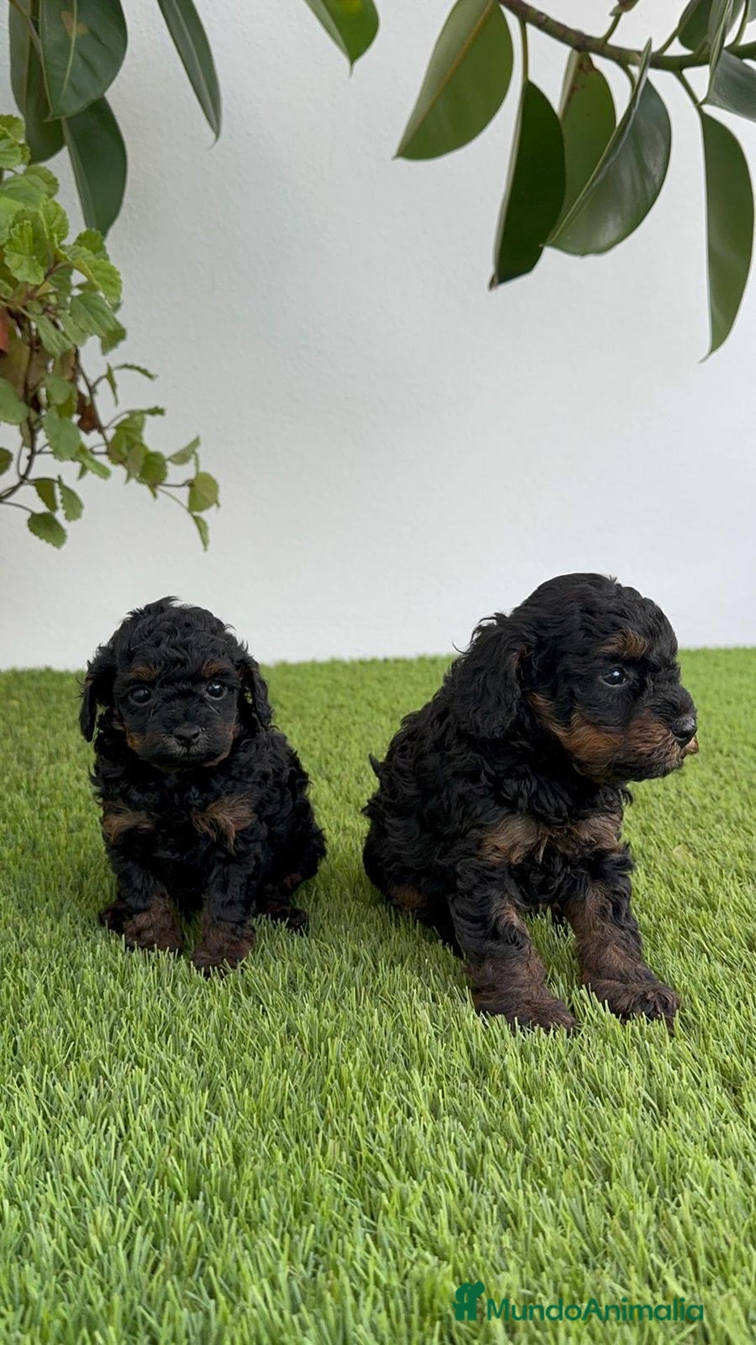 Caniche Toy perros en venta: CANICHE TOY HEMBRA - Imagen 19