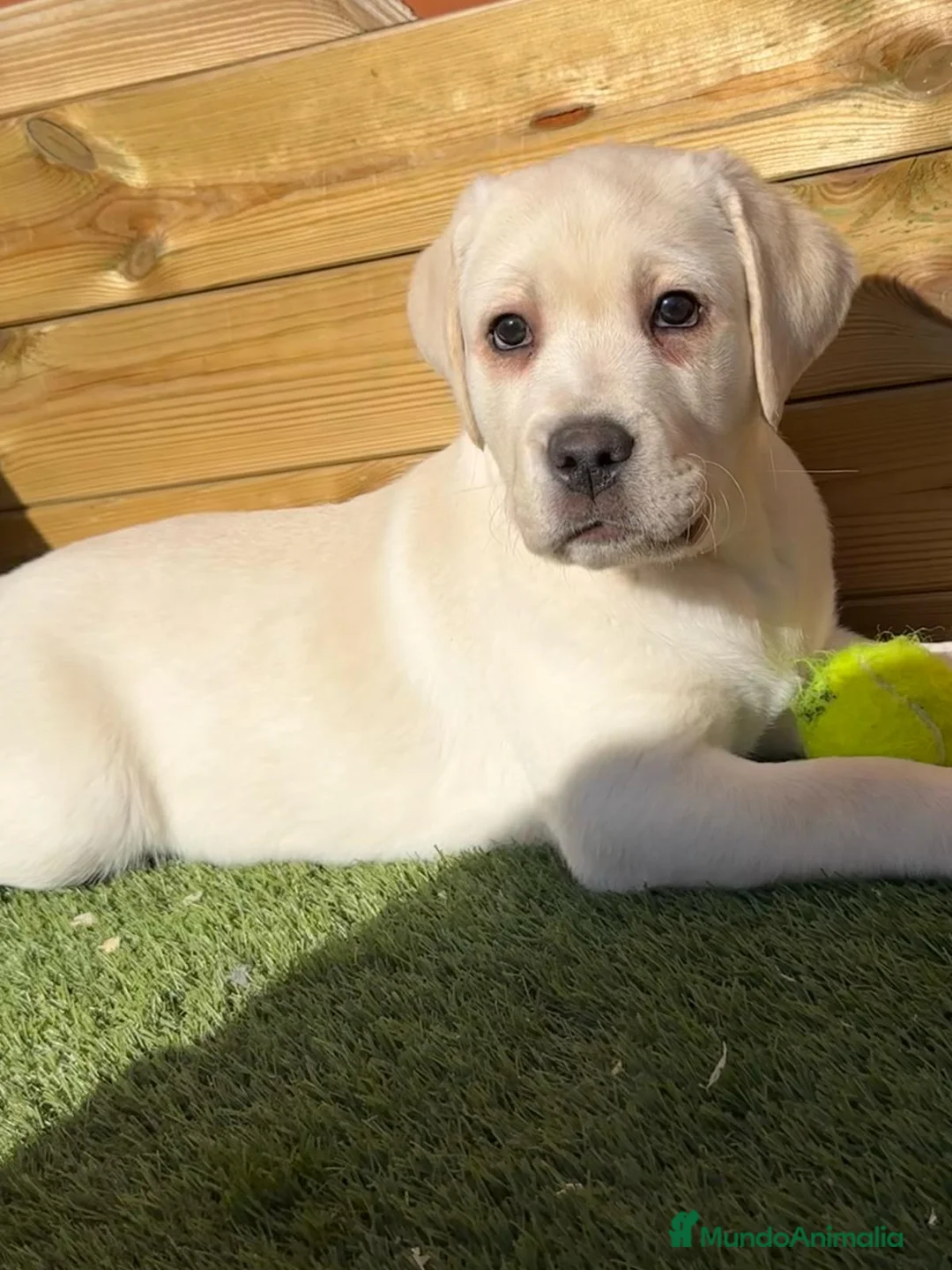 Labrador Retriever perros en venta: LABRADOR - Anuncio 2