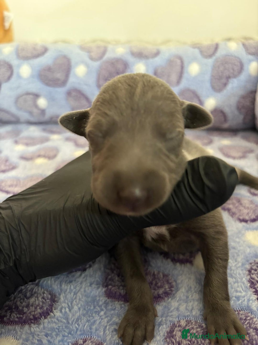 Whippet perros en venta: Whippet blue nueva camada - Imagen 9