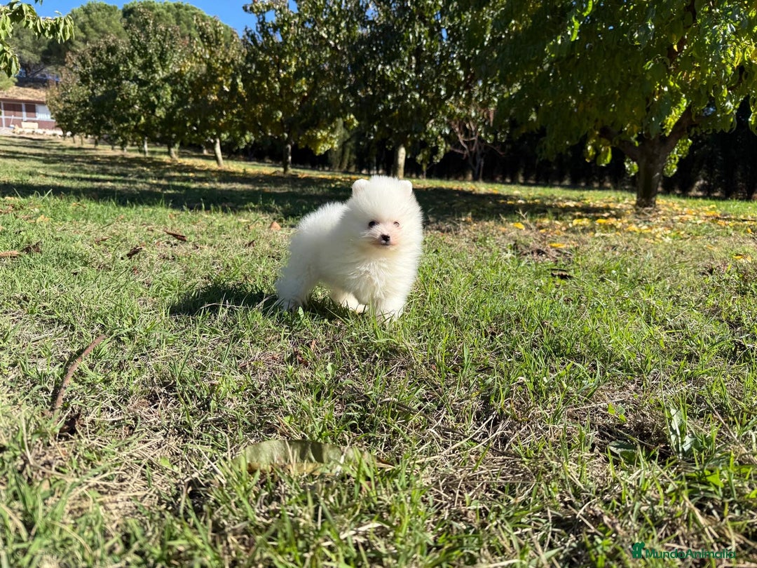 Pomerania perros en venta: Pomerania blanco toy disponible para diciembre!! - Imagen 4