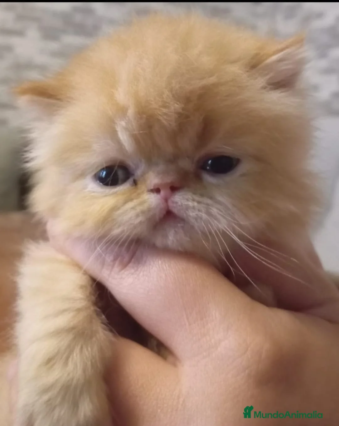 Persa gatos en venta: GATOS PERSAS VARIEDAD  en Barcelona - Anuncio 8