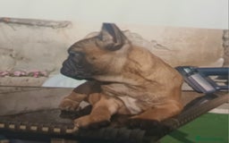 Bulldog Francés perros en venta: Bulldog Frances Hembra - Imagen 3