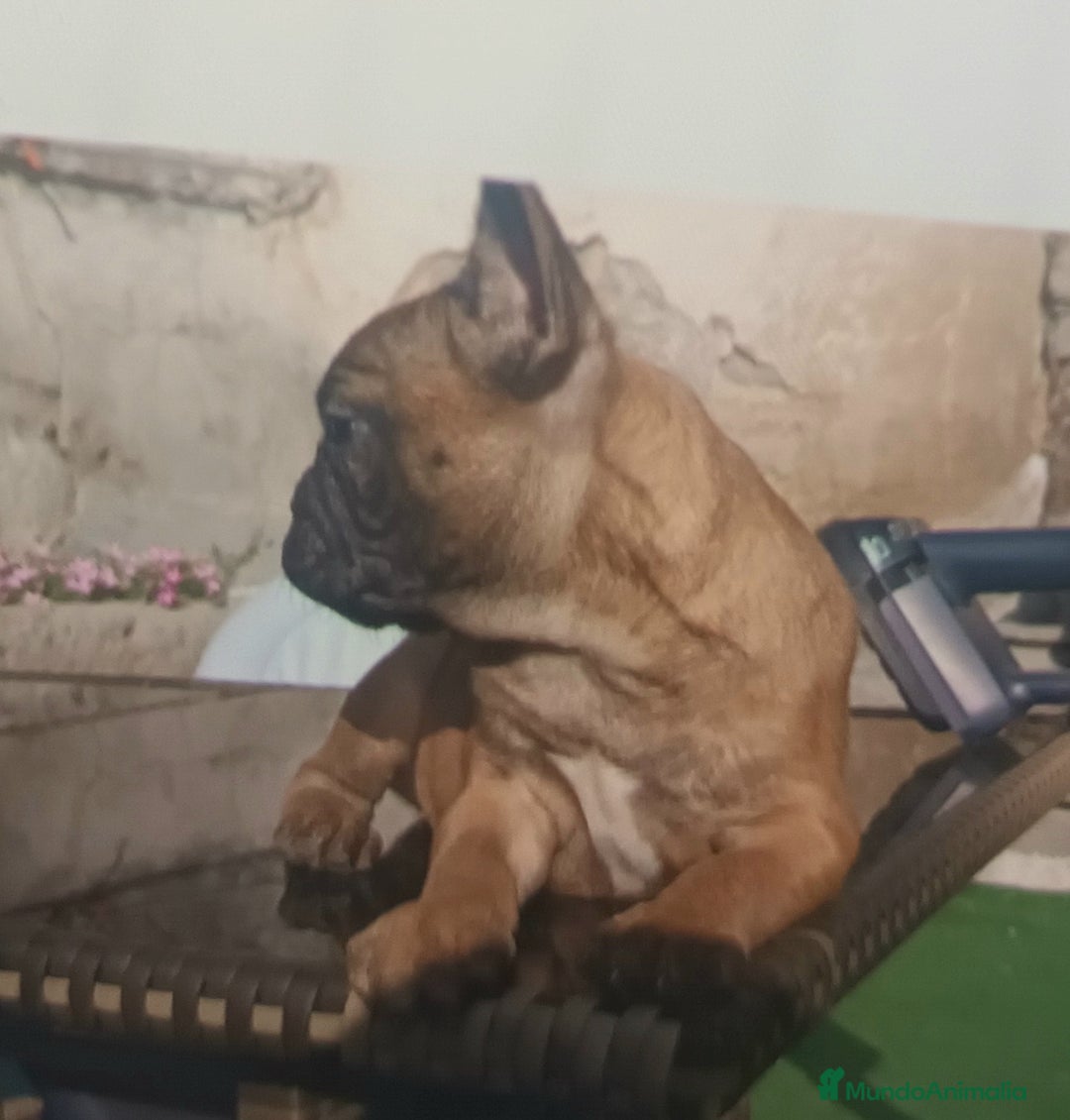 Bulldog Francés perros en venta: Bulldog Frances Hembra - Imagen 3