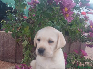 Labrador Retriever perros Labrador retriever dorado y chocolate - Anuncio 3