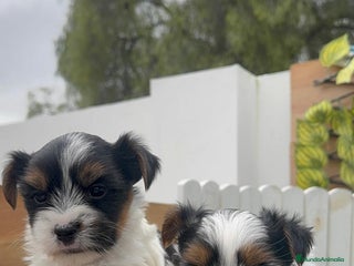 Yorkshire Terrier perros YORKSHIRE BIEWER MACHO - Anuncio 1