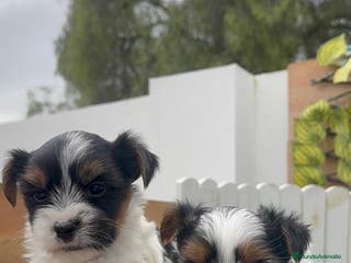 Yorkshire Terrier perros YORKSHIRE BIEWER MACHO - Anuncio 9