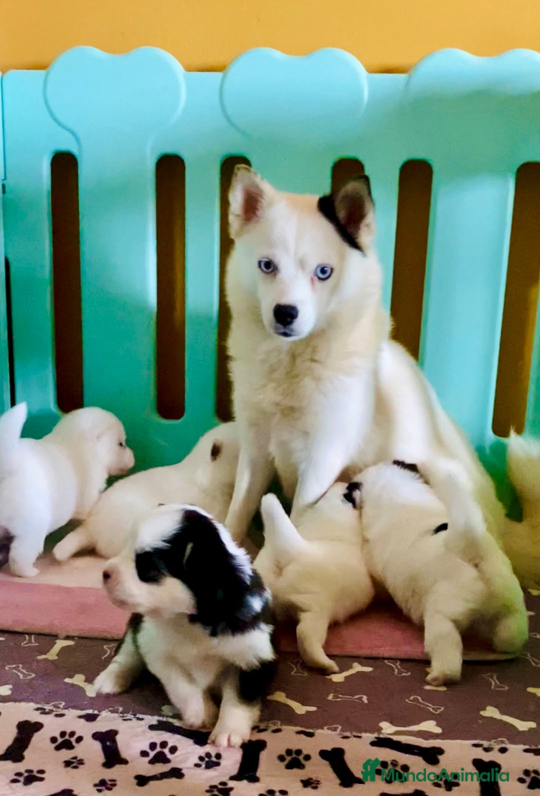 Pomsky perros en venta: Cachorro Pomsky (husky miniatura) - Imagen 10
