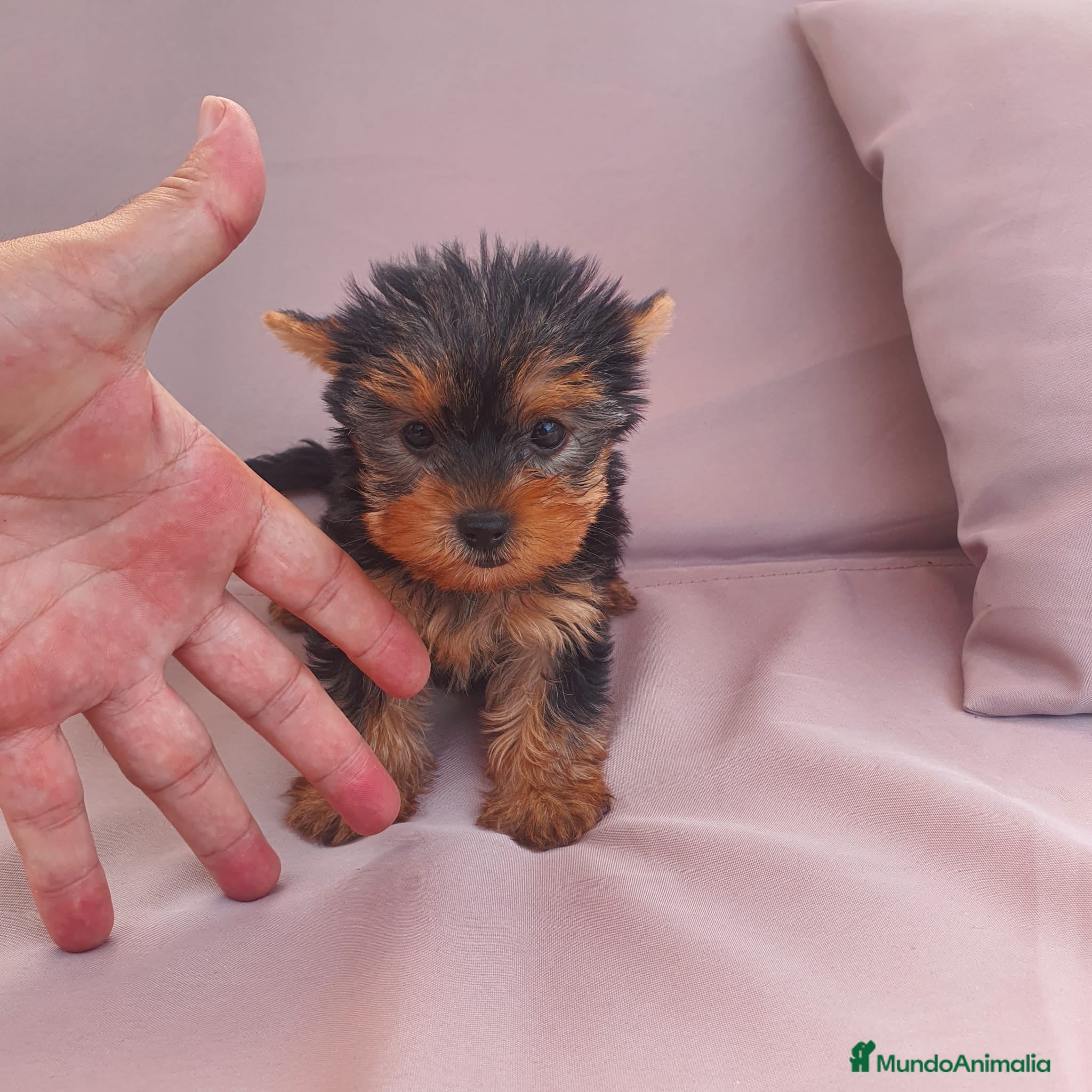 Yorkshire Terrier perros Yorkshire toy - Anuncio 3
