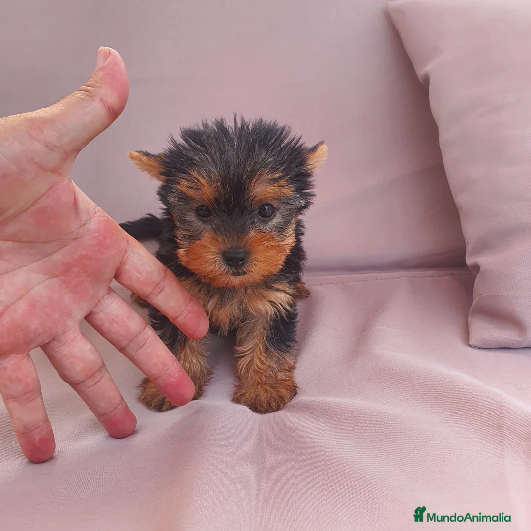 Yorkshire Terrier perros en venta: Yorkshire toy - Anuncio 1