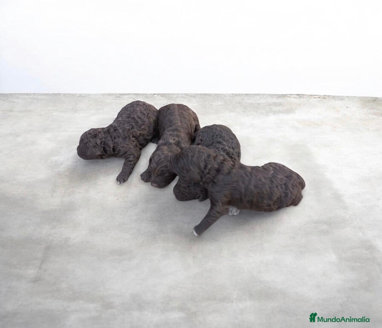 Perro de Agua Español perros PERRO DE AGUA ESPAÑOL - Anuncio 1