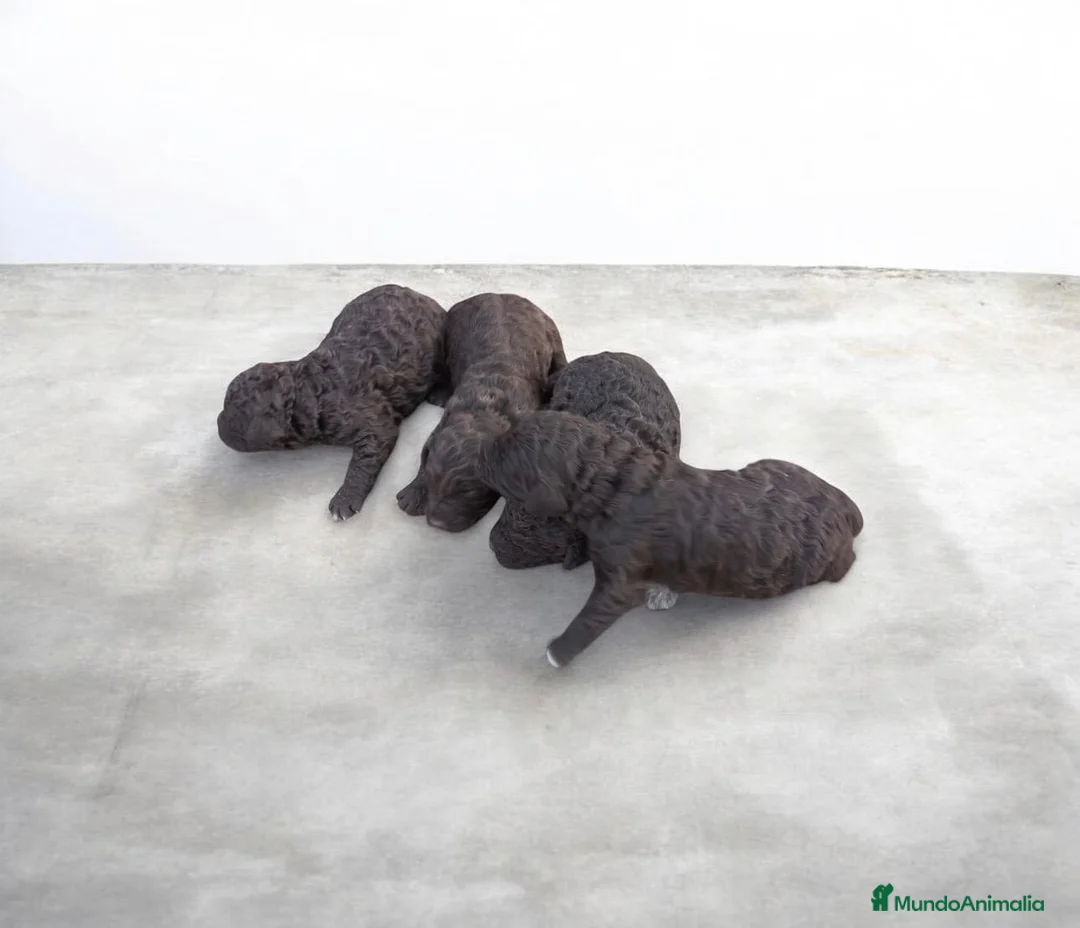 Perro de Agua Español perros en venta: PERRO DE AGUA ESPAÑOL - Anuncio 1