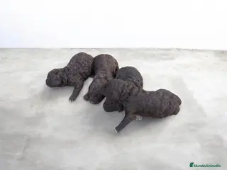 Perro de Agua Español perros PERRO DE AGUA ESPAÑOL - Anuncio 1