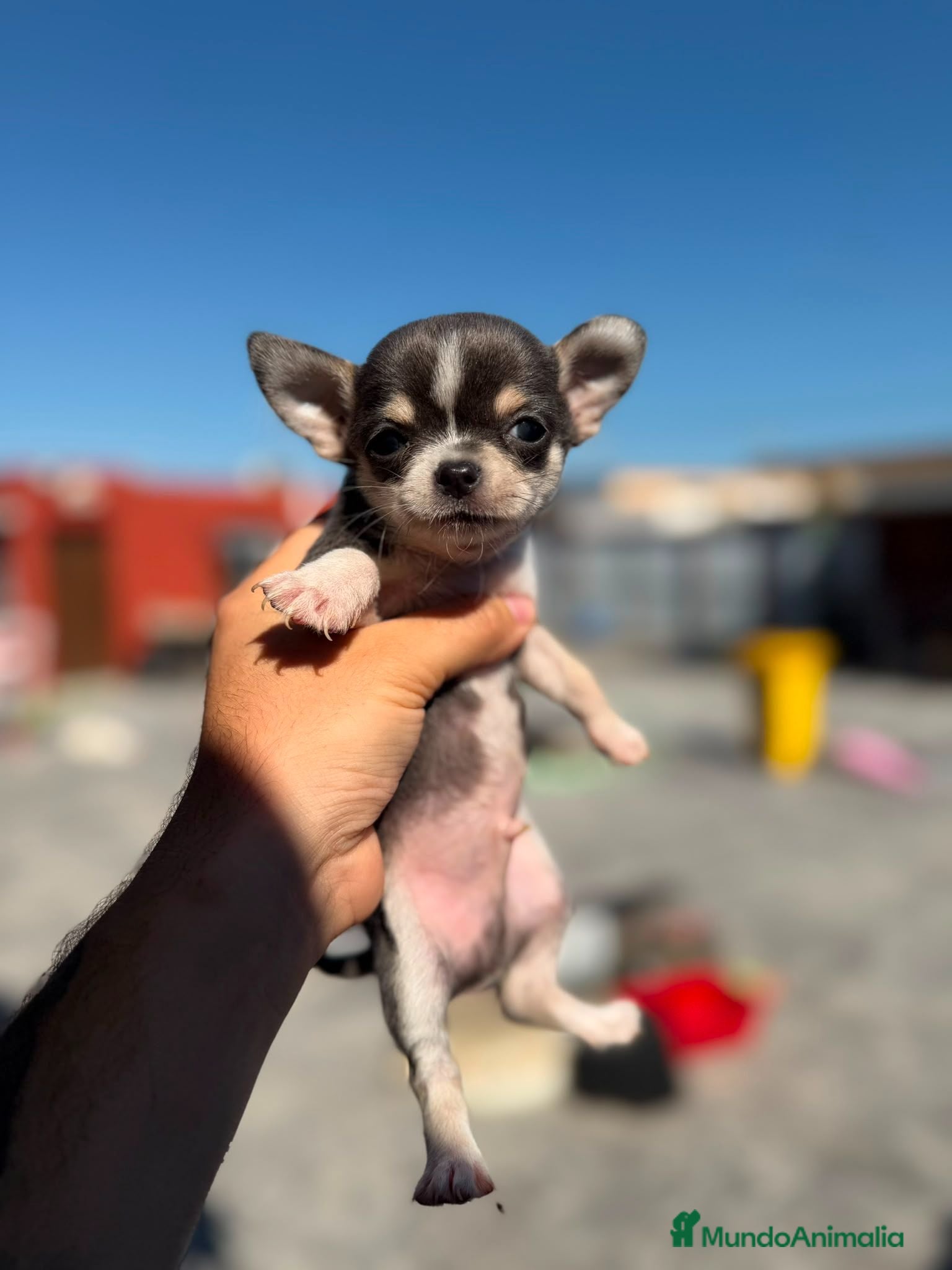 Chihuahua perros Chihuahua toy macho  - Anuncio 1