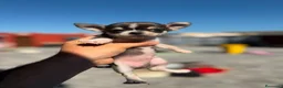 Chihuahua perros en venta: Chihuahua toy macho  - Anuncio 1
