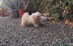 Bichón Maltés perros en venta: Bichón maltes - Imagen 4