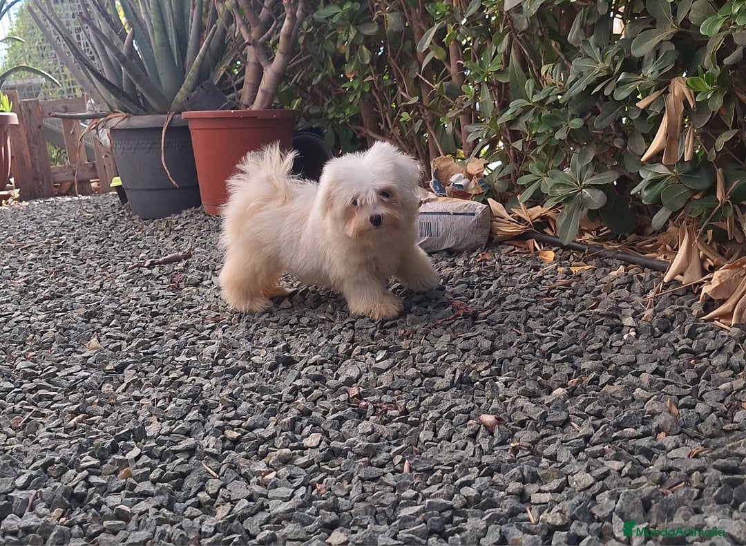 Bichón Maltés perros en venta: Bichón maltes - Imagen 4