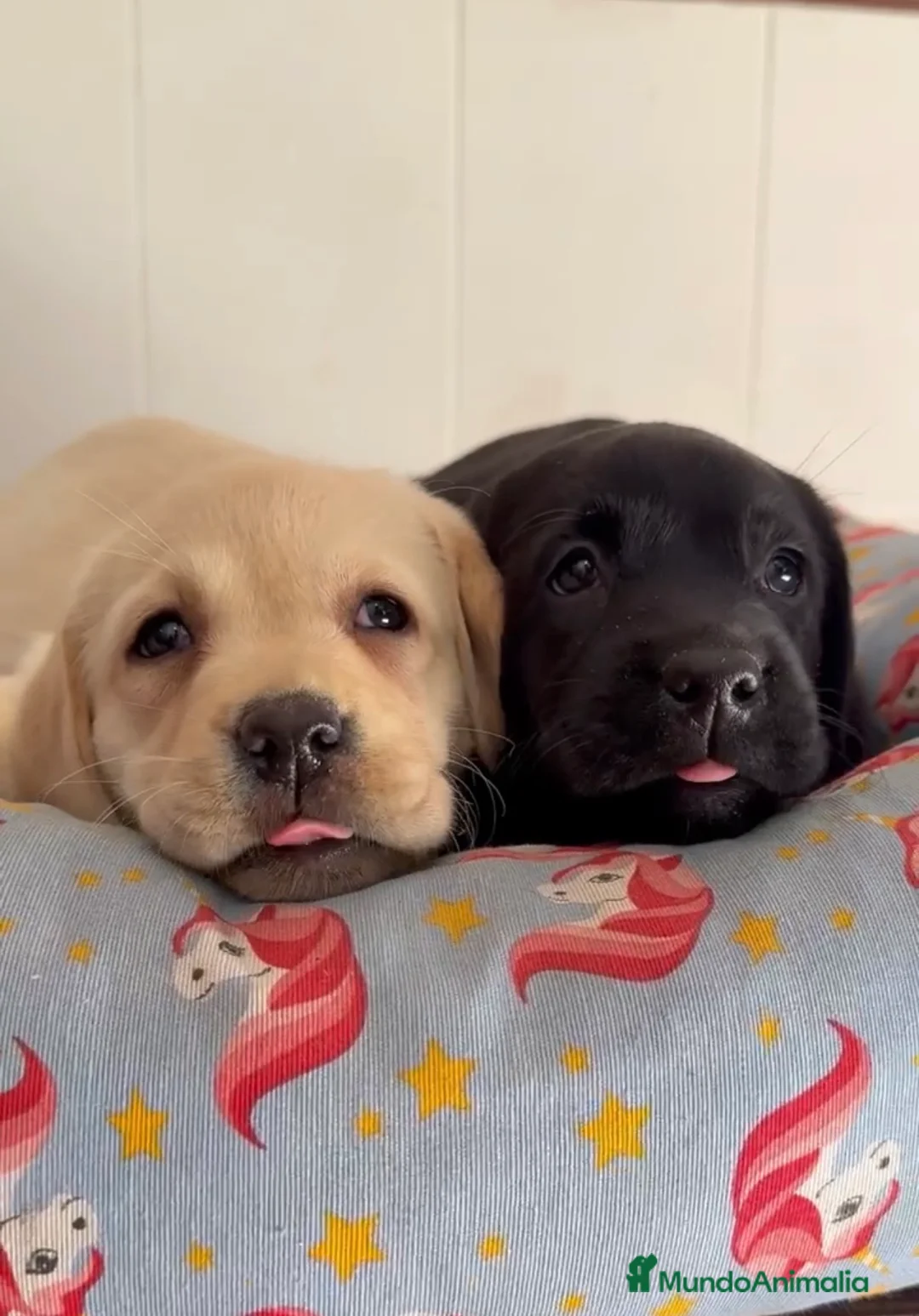 Labrador Retriever perros en venta: Cachorros labrador retriever DE PINECAN - Anuncio 1