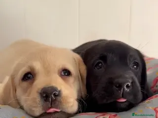 Labrador Retriever perros Cachorros labrador retriever DE PINECAN - Anuncio 1