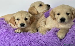 Golden Retriever perros en venta: GOLDEN RETRIEVER - Imagen 1