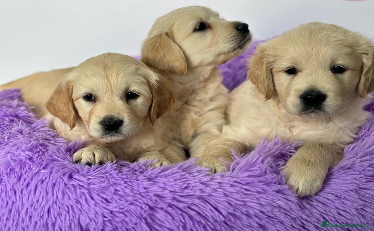 Golden Retriever perros - Propaganda 2