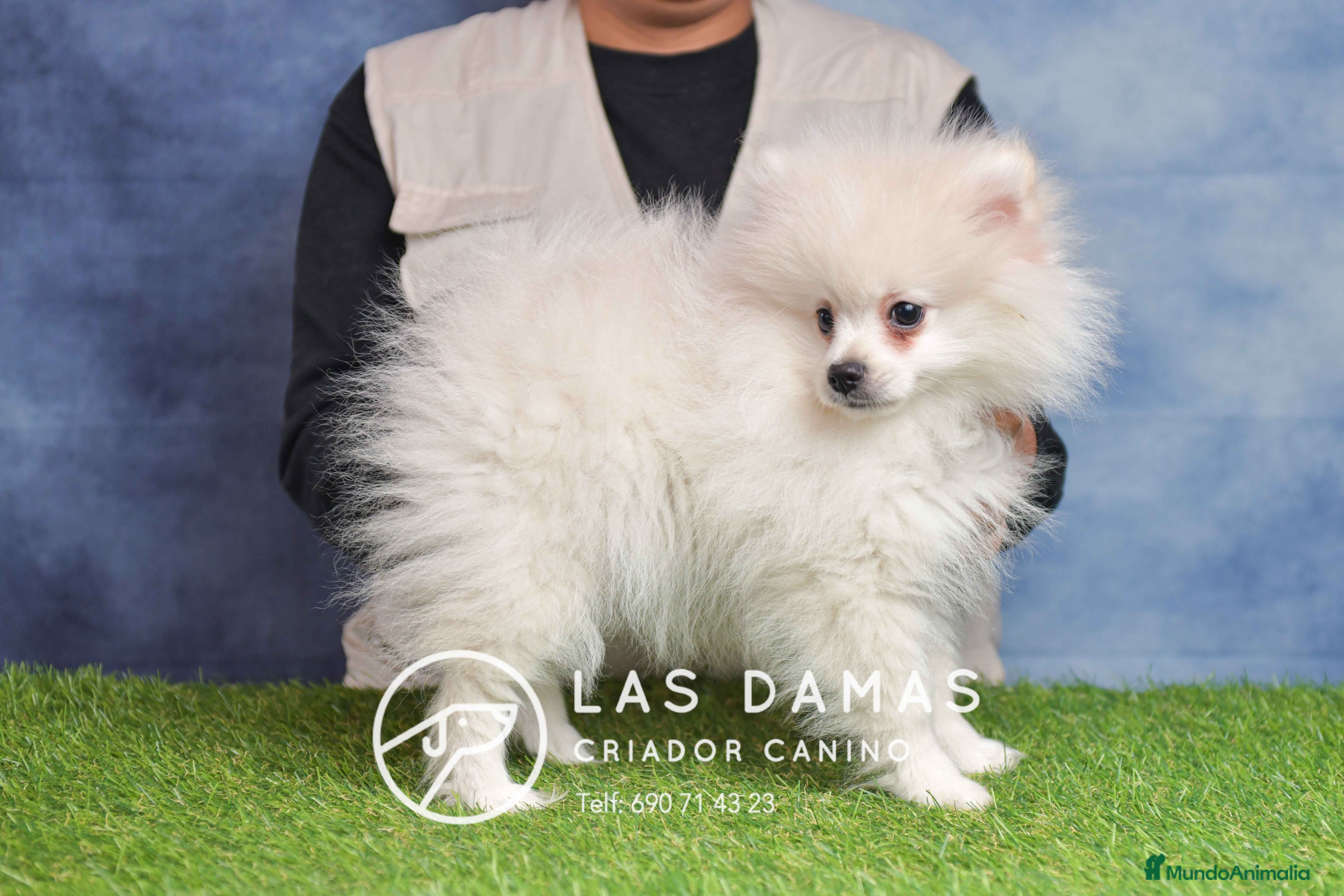 Pomerania perros Pomeranias disponibles - Anuncio 2