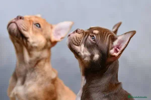 Bulldog Francés perros - Anuncio 1