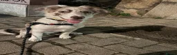 Border Collie perros en venta: Cachorro de border collie línea de belleza  - Anuncio 3