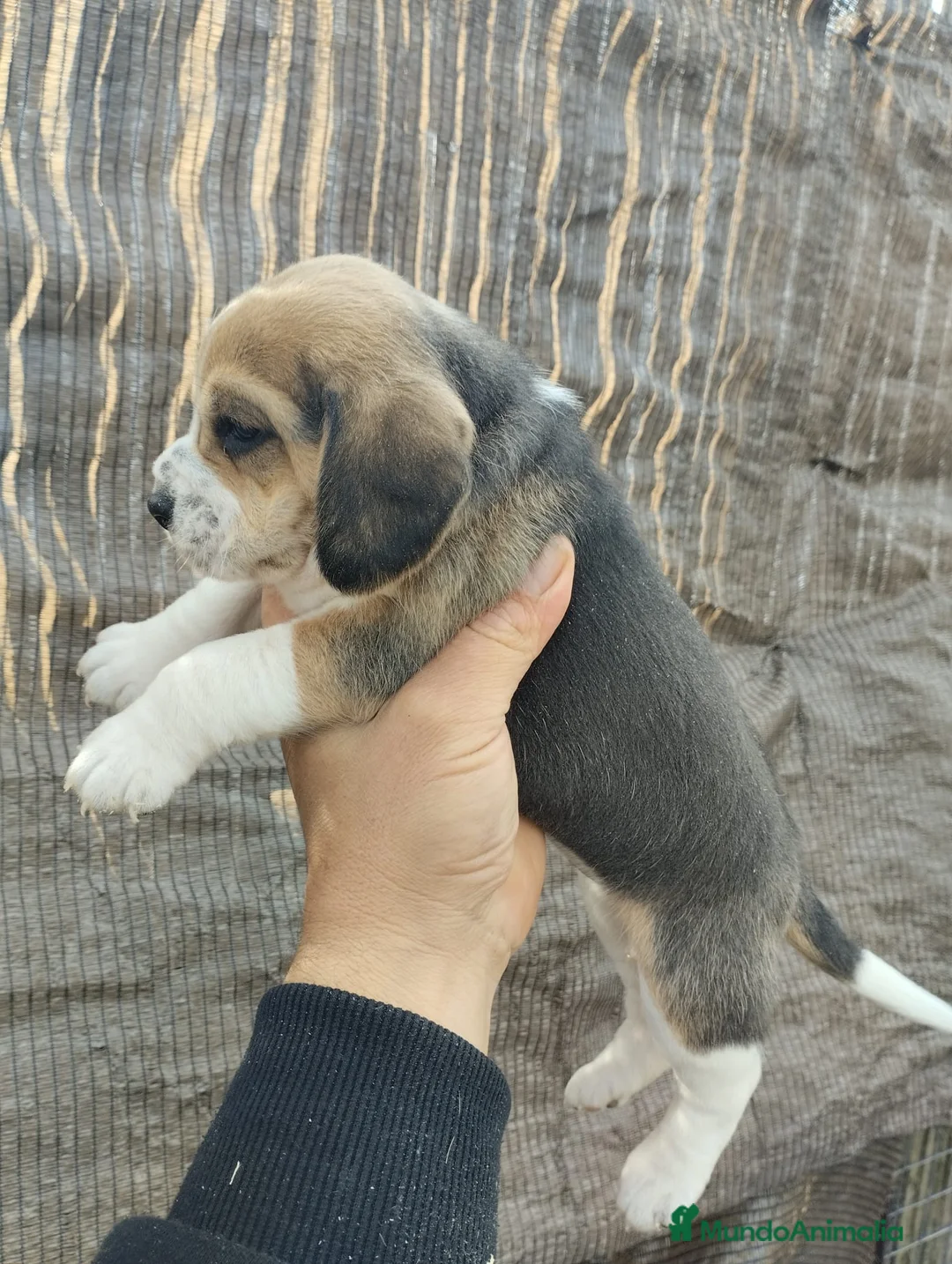 Beagle perros en venta: Beagle talla pequeña  - Anuncio 3
